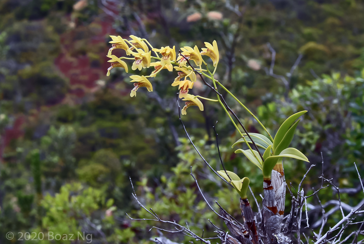 Dendrobium closterium