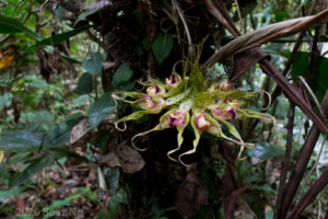 Bulbophyllum virescens, Jambi, Sumatra