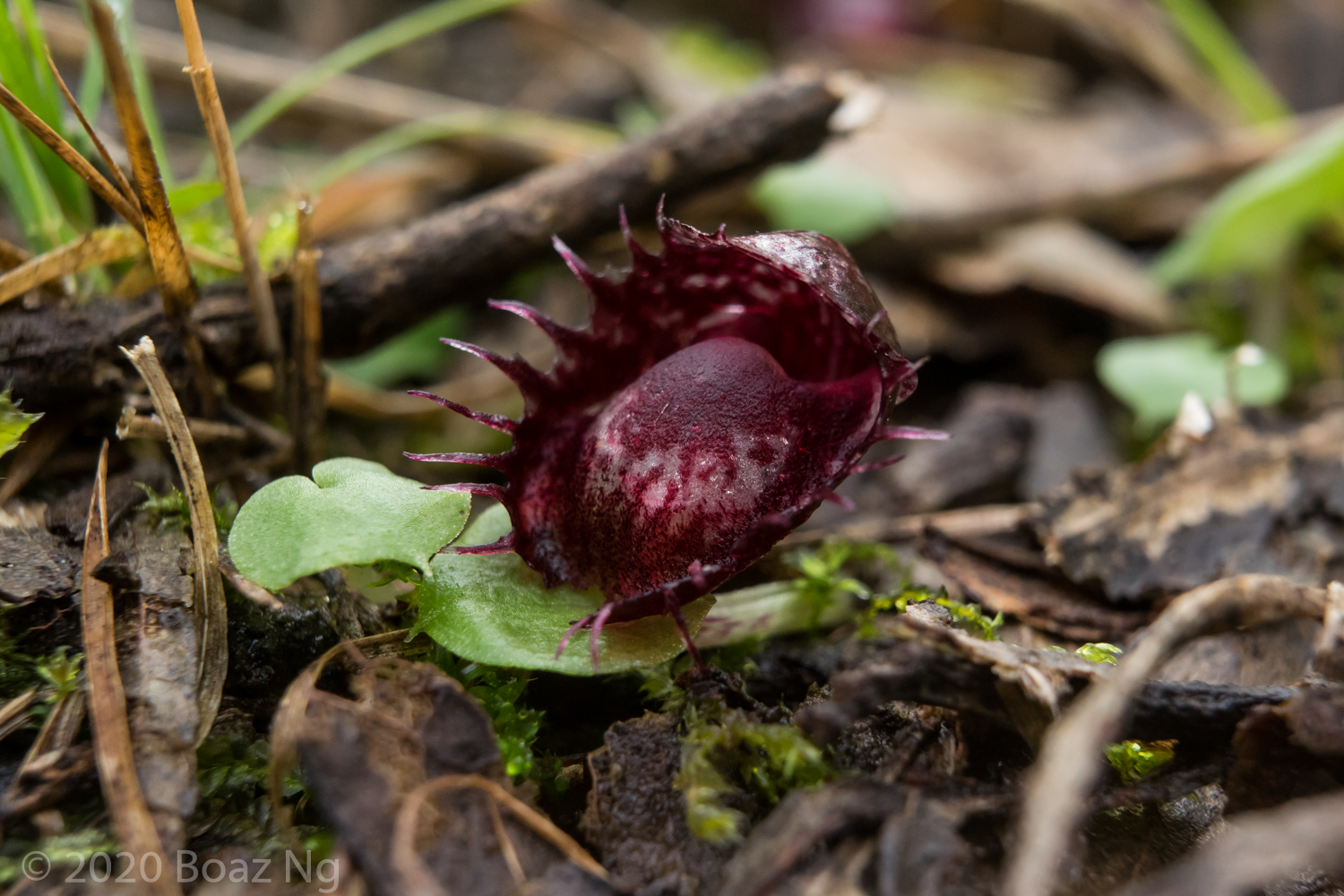 Yarra Ranges June Fierce Flora Orchids