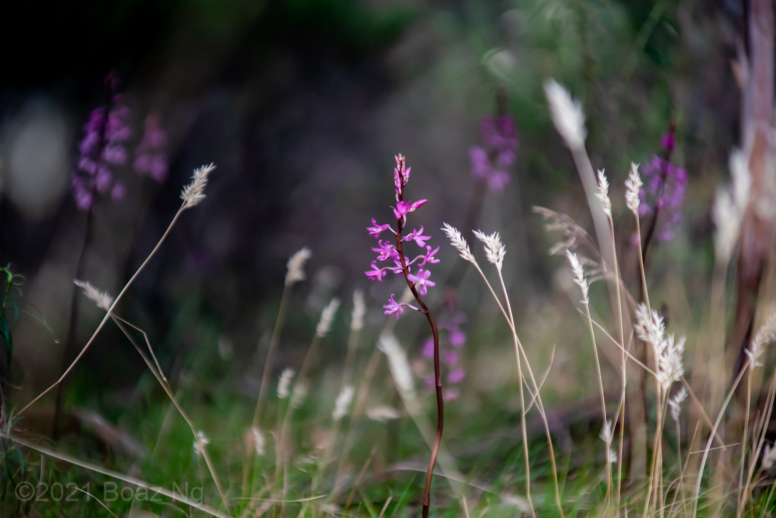 Dipodium roseum