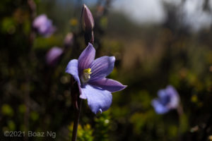 Thelymitra cyanea