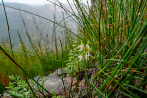 Prasophyllum striatum. Blue Mountains.