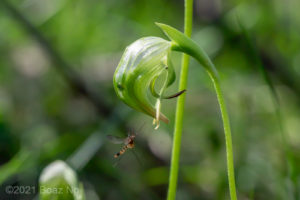 Pterostylis nutans with pollinator