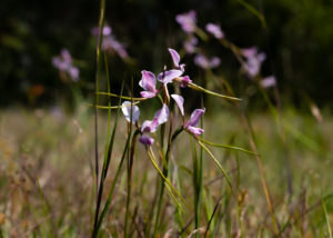 Diuris punctata – Purple Donkey Orchid