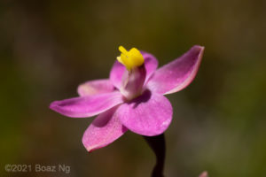 Thelymitra carnea – Pink Sun Orchid